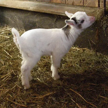 Pension-Greimelbacherhof Guest house 3*