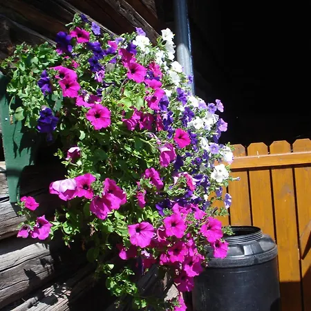 Pensión Pension-greimelbacherhof Ramsau am Dachstein