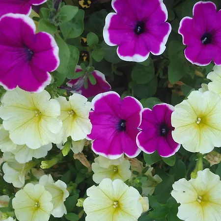 Pension-greimelbacherhof