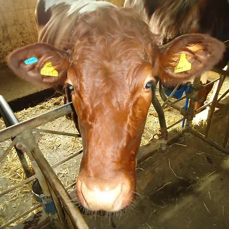 Pension-Greimelbacherhof Guest house