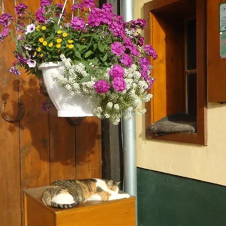 Pension-Greimelbacherhof Ramsau am Dachstein