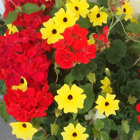 Pension-Greimelbacherhof Ramsau am Dachstein