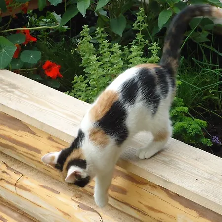 Pension-Greimelbacherhof Guest house Ramsau am Dachstein