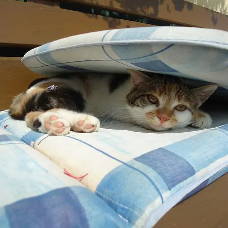 Pension-Greimelbacherhof Guest house