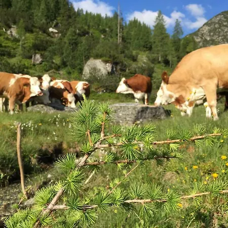 Affittacamere Pension-greimelbacherhof Ramsau am Dachstein