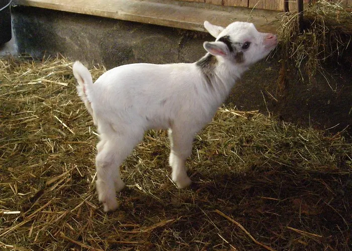 Pension-greimelbacherhof Pensión 3*