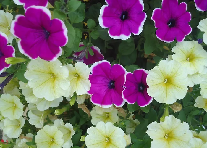 Pension-greimelbacherhof