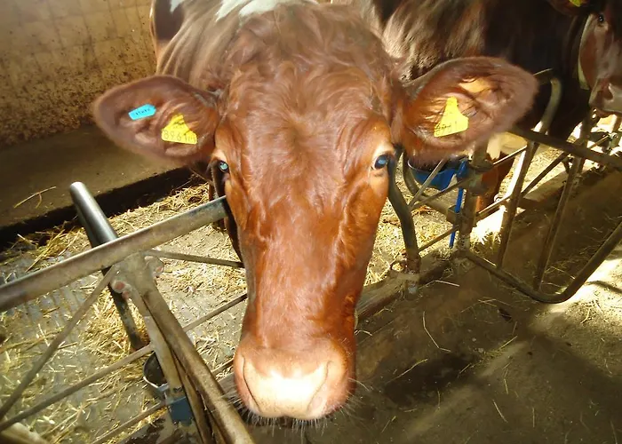 Pension-greimelbacherhof Pensión