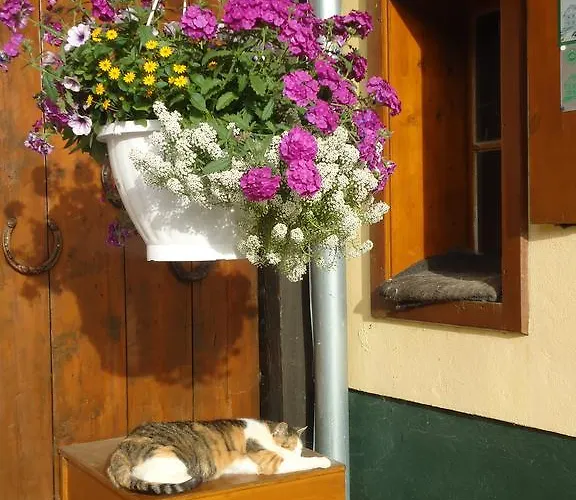 Pension-greimelbacherhof Ramsau am Dachstein