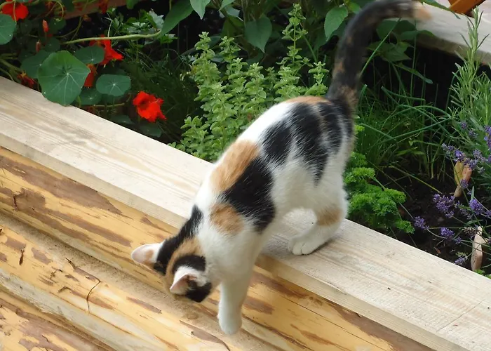 Pension-greimelbacherhof Pensión Ramsau am Dachstein