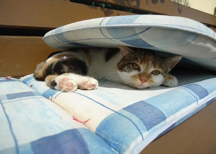 Pension-greimelbacherhof Affittacamere