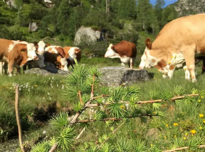 Affittacamere Pension-greimelbacherhof Ramsau am Dachstein